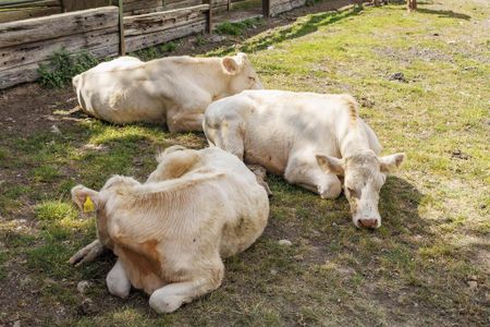 2 bedroom detached bungalow to rent - Photo 2