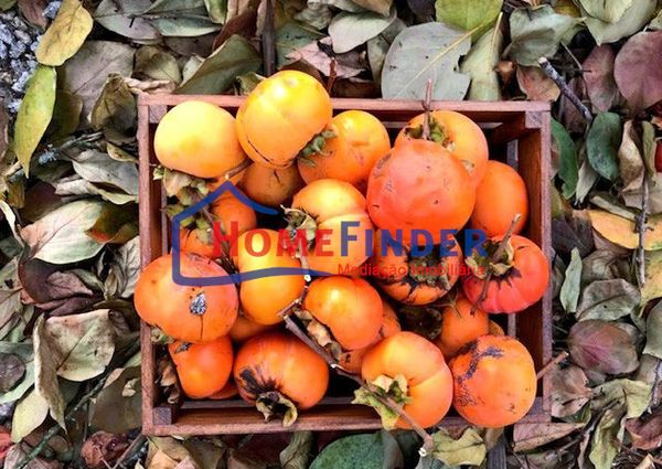 Moradia T3 em Viana do Castelo