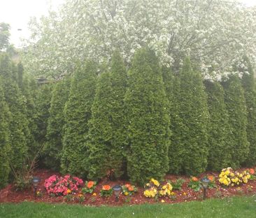 For Lease - 61 Nightstar Drive, Richmond Hill, Ontario - Photo 4