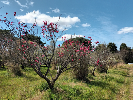 Gilead, NSW - Photo 1