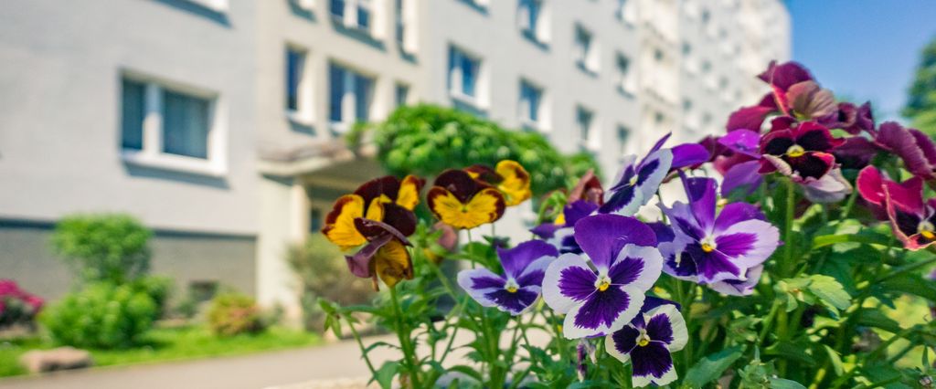 3-Raum-Wohnung - Foto 1