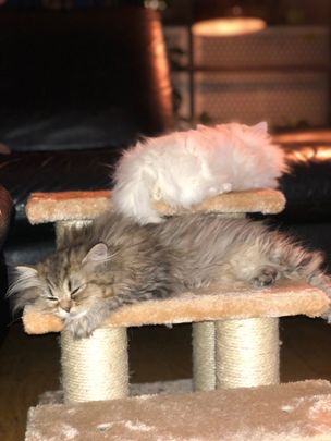 Room in a Shared House, Putney, SW15 - Photo 1