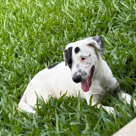 Gordonvale - Photo 4