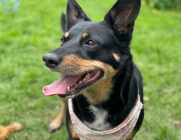 West Footscray - Photo 1