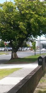 Central Flat - Victoria - Photo 4