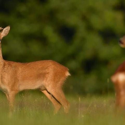 Buurtweg 40, De Kieviet, 2244AE, Wassenaar - Foto 1
