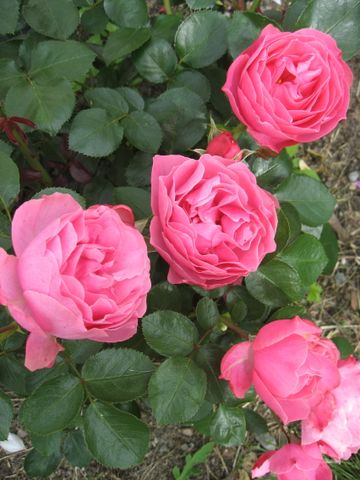 Stora Rådmansgatan 6 - Photo 5