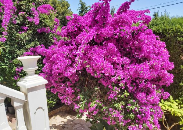 LONG TERM RENTAL. Spacious villa with 6 bedrooms for rent.