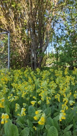 Ginka, Östervåla - Foto 5