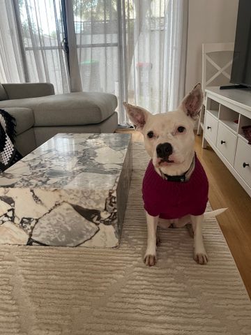 Mosman Park - Photo 2