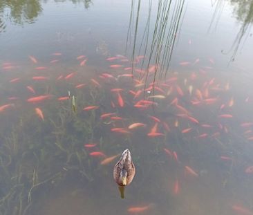 Wohnung in Haar - Photo 4