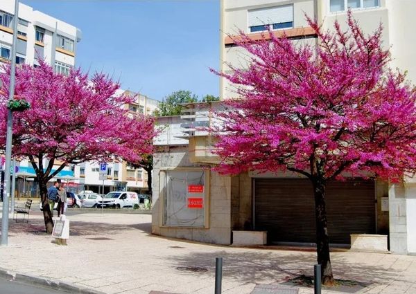 Rua de Ceuta, Oeiras, Lisbon 2795-057