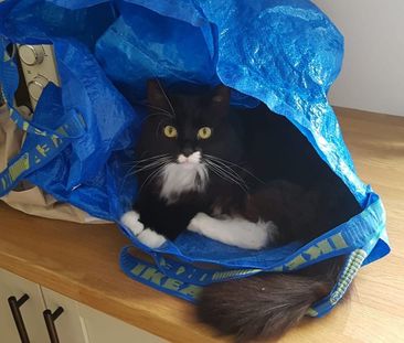 2 Bed Terraced House, Fairfield Place, BS3 - Photo 5