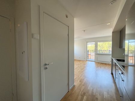 Storseglet, Vega - Foto 2