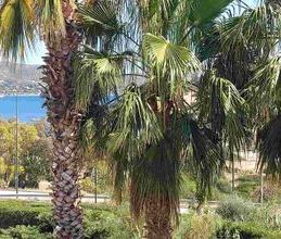 Μονοκατοικία για ενοικίαση - Ανάβυσσος, - Photo 5