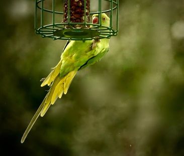 2 Bed Flat, Milnthorpe Road, W4 - Photo 3