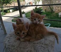 Μεζονέτα για ενοικίαση - Αίγιο, - Photo 4