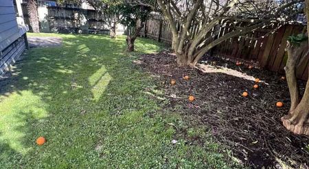 Charming 2 Bedroom House for Rent in Hillcrest! - Photo 4