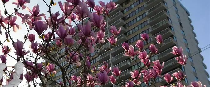 Orchard House | 647 Michigan Street, Victoria - Photo 1