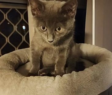 Deception Bay - Photo 2