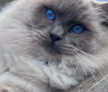 St Kilda East - Photo 5