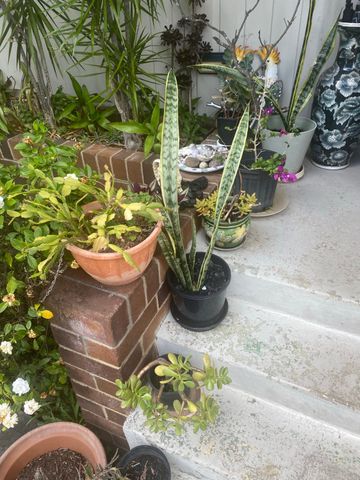 Lalor Park - Photo 3