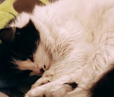 West Footscray - Photo 2