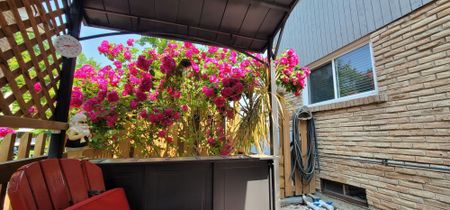 For Lease - 48 Lawndale Crescent Unit# Lower, Brampton, Ontario - Photo 3