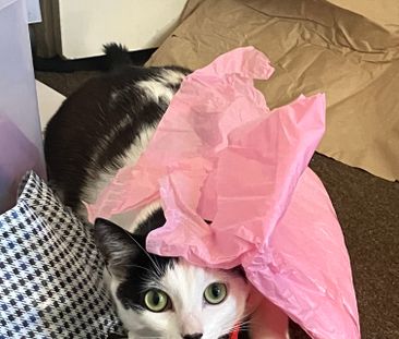 West Footscray - Photo 3