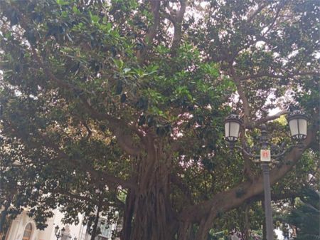 Piso de alquiler en Calle San Fernando, 50, Barrio del Centro - Photo 4