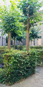 Unieke beluik-sfeer aan de Bijloke! - Foto 3