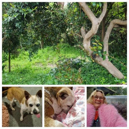 Crafers West - Photo 4