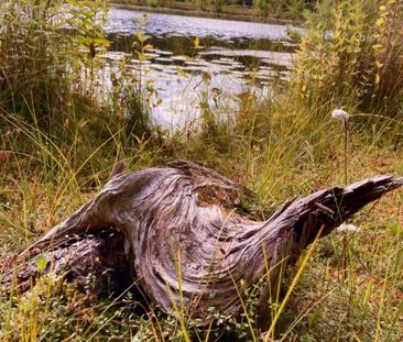 Runmarö - 4rok - tillsv - 13.800kr/mån - Photo 6