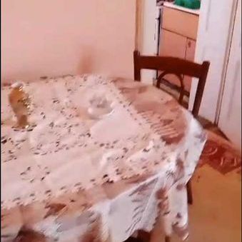 Garsoniera avantajos la casa cu curte langa Tampa - Fotografie 1