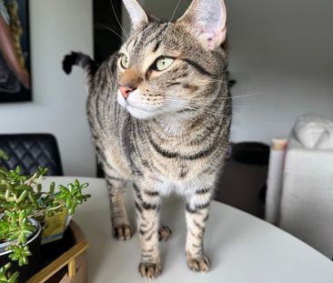 Manly Vale - Photo 1