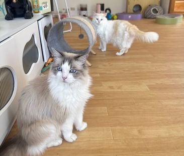 Thornlands - Photo 2