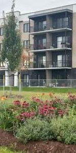 4 1/2 - Lévis - 1 375 $/mois - Photo 1