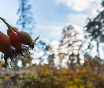 Zwischen Wäldern und Wasser l Idylli­sches Leben am Möllensee - Foto 6