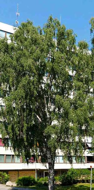 2 RUM KÖK - Photo 1