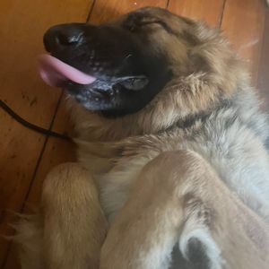 Springwood - Photo 2