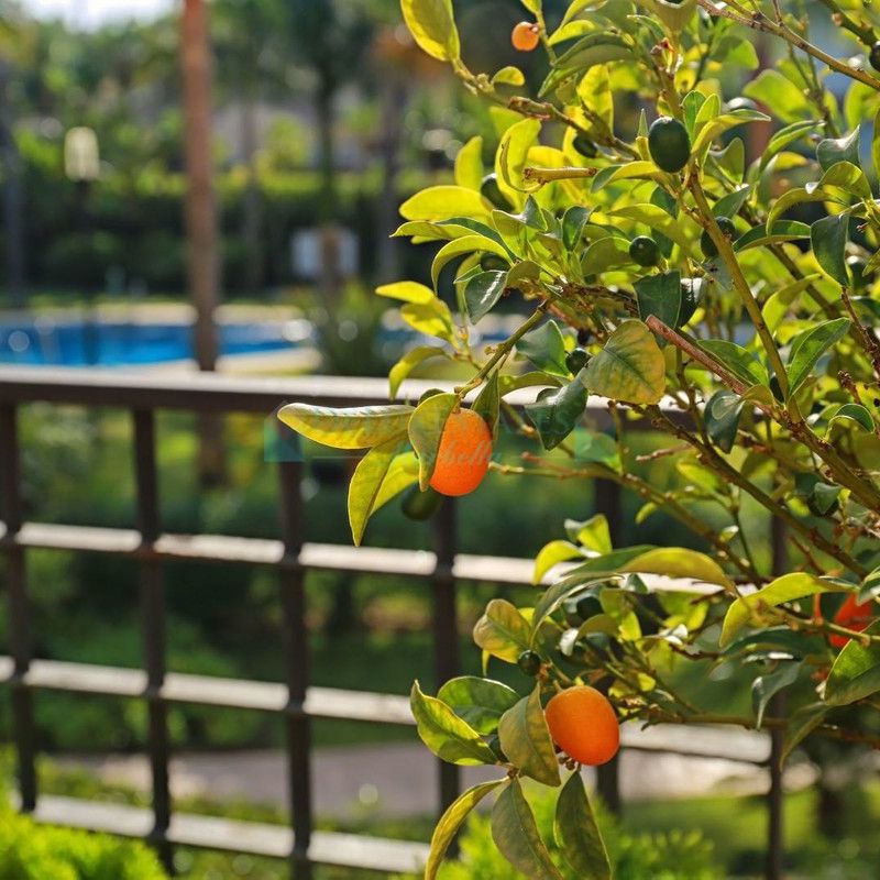 Apartment for rent in Marbella - Puerto Banus - Photo 1