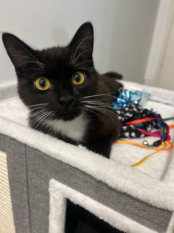 Meadowbank - Photo 5