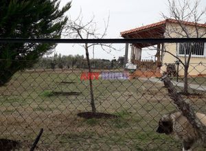 Μονοκατοικία για ενοικίαση - Βασιλικά, - Photo 2