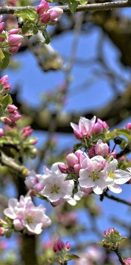 Bryggaregatan 7, Virserum - Photo 1