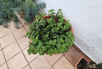 Sonnenland, Canary Islands 35100