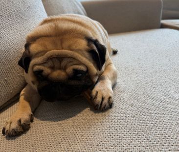 Wentworth Point - Photo 4