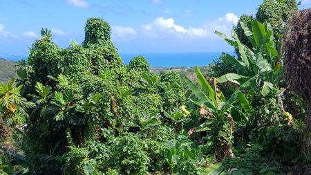 Location Maison 3 pièces 80m² STE ROSE 97115 - Photo 4