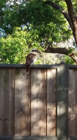 Seven Hills - Photo 4