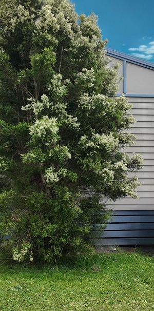 Spacious Home with Large Backyard & Powered Shed – Lease Break Opportunity - Photo 1