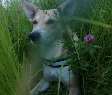 Suche❗1-2 Zimmer Wohnung - Foto 1